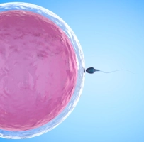 Fécondation In Vitro (FIV)